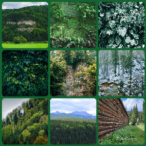 A Forest photo montage