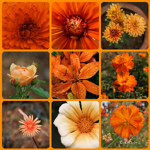 A Orange photo montage