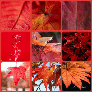 A Red photo montage