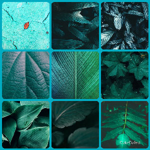 A Teal photo montage